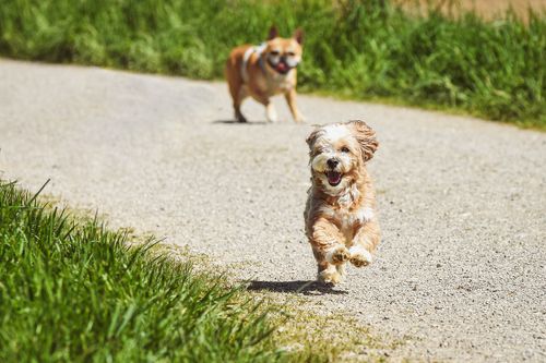 Herzlich Willkommen zu unserer 12. Hundeweihnachtsmesse im Kloster Knechtsteden in Dormagen