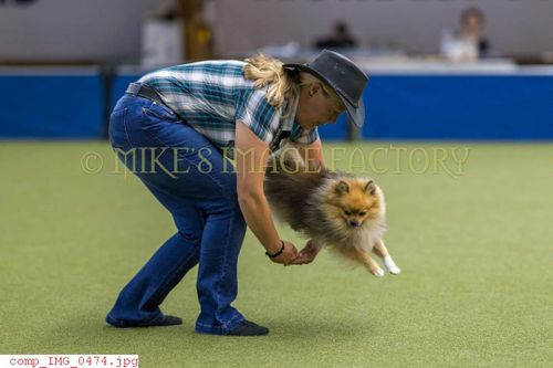 DogDancing Turnier Stuttgart 